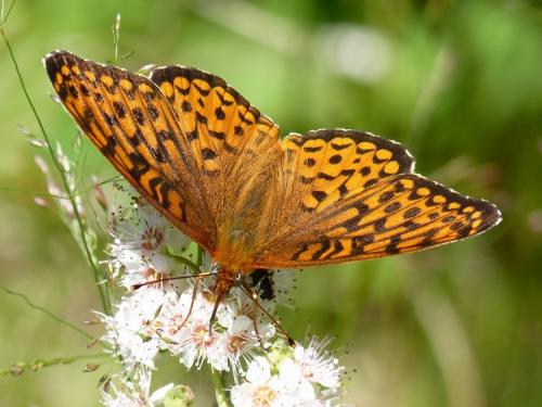 Speyeria atlantis